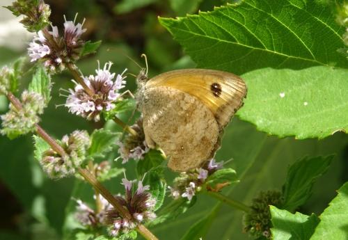 Réf. 252 466 : Pyronia tithonus